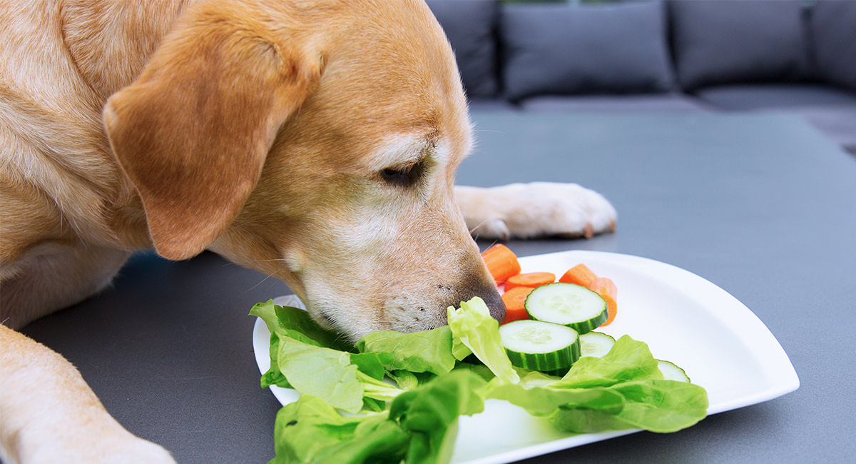 Can Dogs Eat Cucumbers? Are They Safe