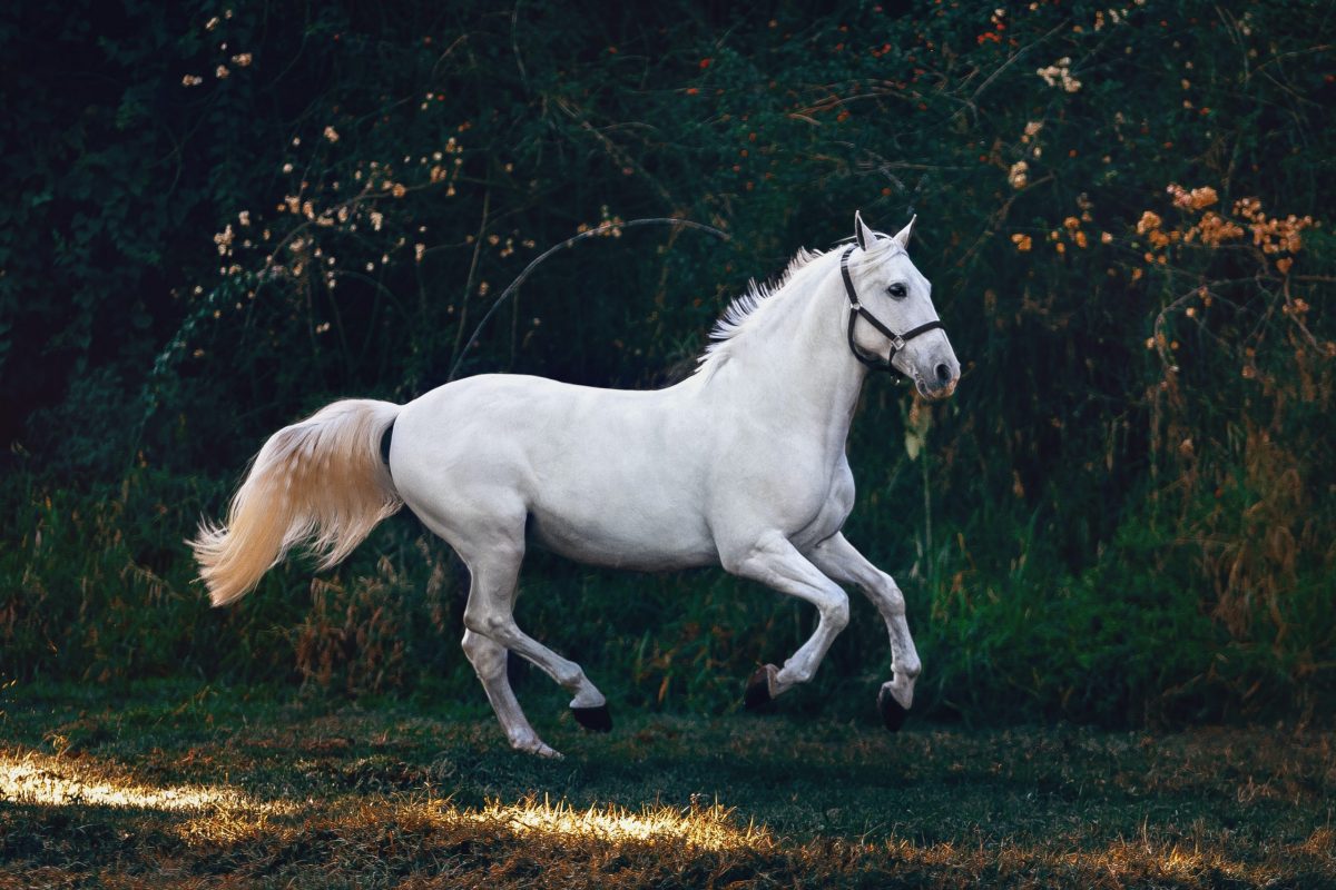 People in America: Crazy Horse