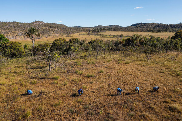 Can Planting a Trillion New Trees Save the World