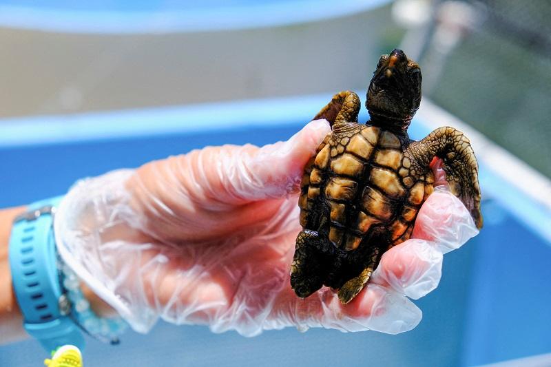 Almost Every Sea Turtle in Florida Born Female
