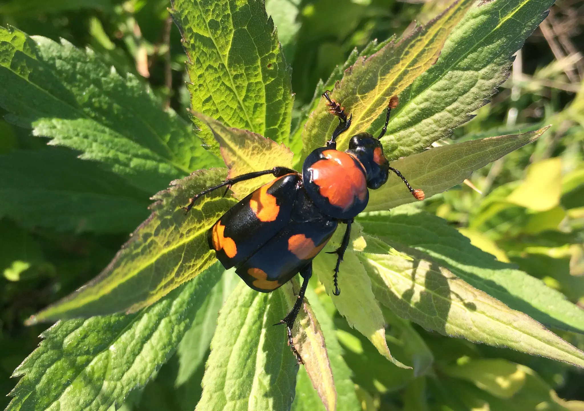 Consider the Burying Beetle. (Or Else.)